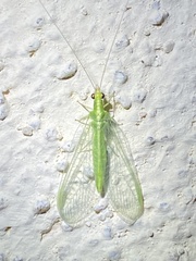 Chrysoperla carnea