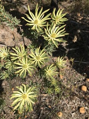 Leucadendron modestum