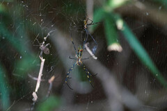 Trichonephila clavata