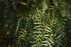 Schinus molle