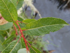 Salix pyrifolia