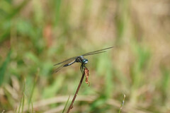 Orthetrum albistylum speciosum