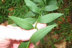 Solidago