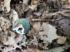 Russula