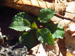 Stellaria pubera