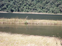 Fulica ardesiaca