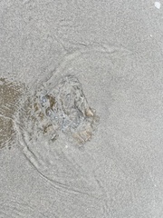 Chrysaora fuscescens