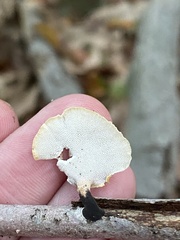 Cerioporus leptocephalus