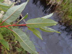 Salix pyrifolia