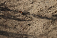 Dasymutilla bioculata