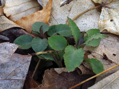 Stellaria pubera