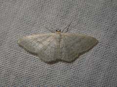 Idaea subsericeata