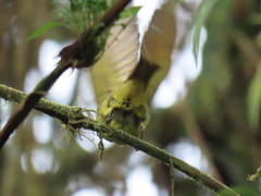 Myiodynastes hemichrysus
