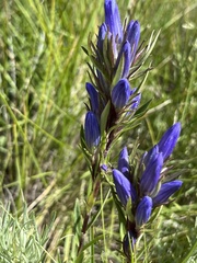 Gentiana