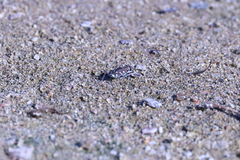 Cicindela oregona