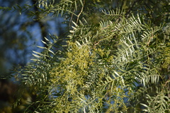 Schinus molle