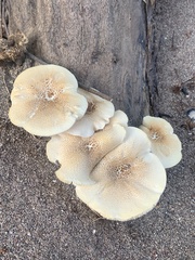 Neolentinus lepideus