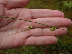 Carex oligosperma