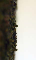 Frullania