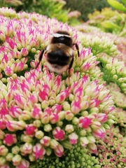 Bombus lucorum