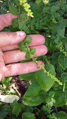 Solidago flexicaulis