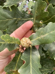 Andricus foecundatrix