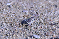 Cicindela oregona
