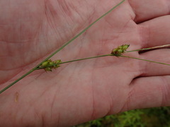 Carex oligosperma