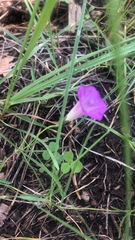 Ipomoea capillacea