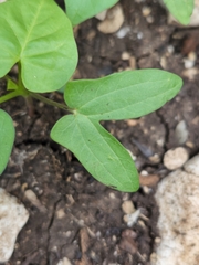Ipomoea hederacea