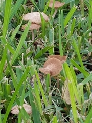 Conocybe
