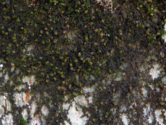 Frullania