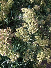 Crithmum maritimum