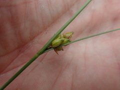 Carex oligosperma