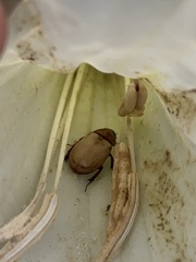 Cyclocephala
