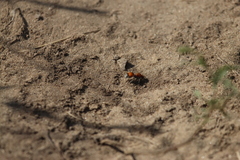 Dasymutilla bioculata