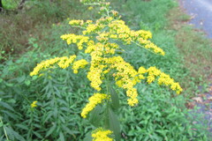 Solidago