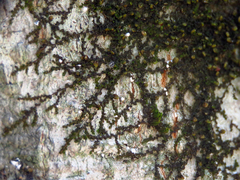 Frullania