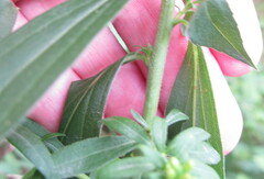 Solidago