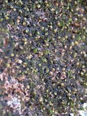 Frullania