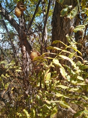 Juglans californica