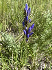 Gentiana