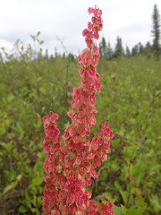 Rumex britannica