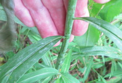 Solidago
