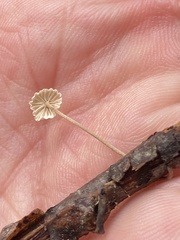 Marasmius capillaris
