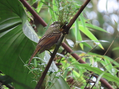 Myiodynastes hemichrysus