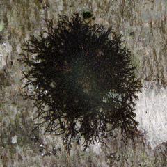 Frullania