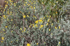 Pteronia incana