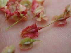 Rumex britannica