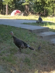 Meleagris gallopavo merriami